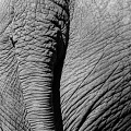 elephant-back-tail_D200-4145.jpg