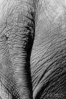 Elephant back