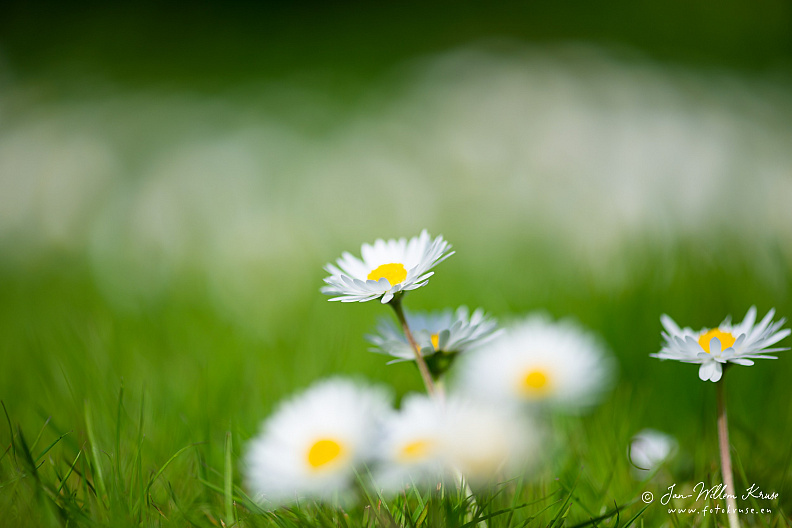 Common daisy