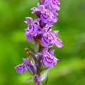 flower-southern-marsh-orchid-flower-dactylorhiza-majalis_D800-2928.jpg