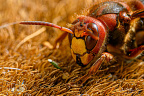 Europese hoornaar of paardenwesp (Vespa crabro)