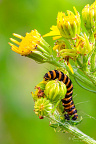 caterpillar-cinnabar moth-Tyria jacobaeae-sint-jacobsvlinder Z9-7406