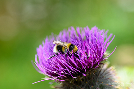 Ant watching bee