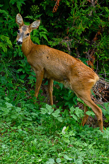 Deer