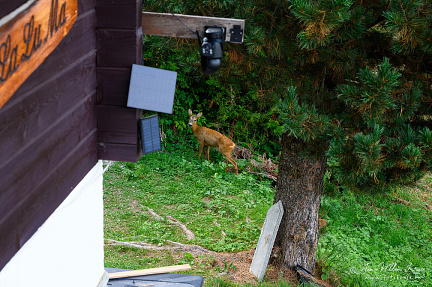 Deer