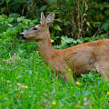 _Z9-6550a.jpg