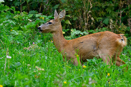 Deer