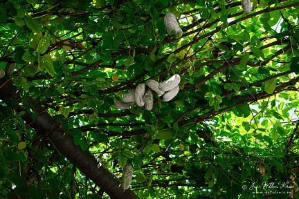 Sausages growing on a tree?