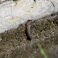 _Z9-9274.jpg