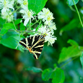 _Z9-9368.jpg