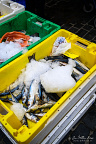 Mackerel waiting to be sold on the market in Leeuwarden