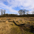 _Z9-0835.jpg