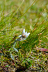 Edelweiss (Leontopodium alpinum) on alpine meadow at 2230 meters high