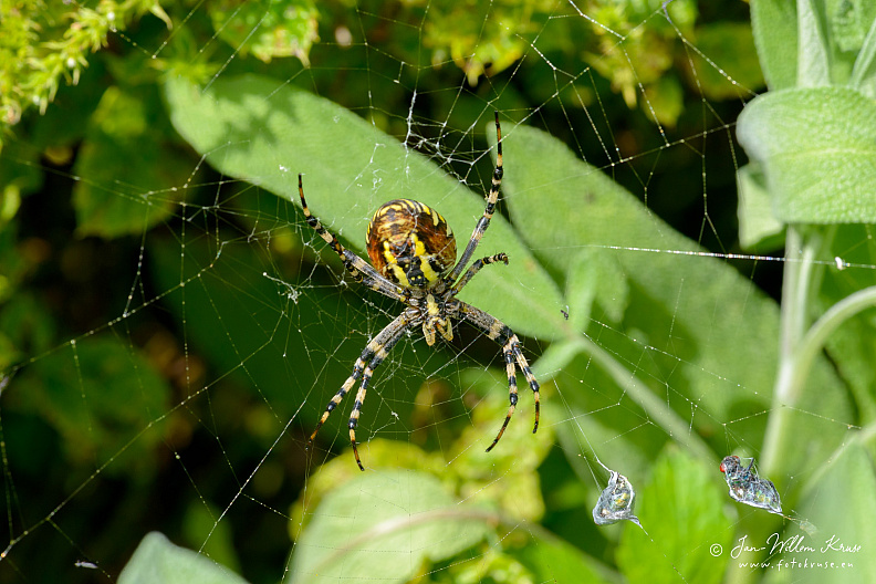 Female wasp spider (Argiope bruennichi) with food packets in her web