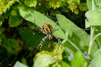 Female wasp spider (Argiope bruennichi) with food packets in her web
