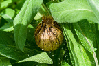 Egg sac of a wasp spider (Argiope bruennichi)