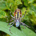 sizecorrected_D800-9844.jpg