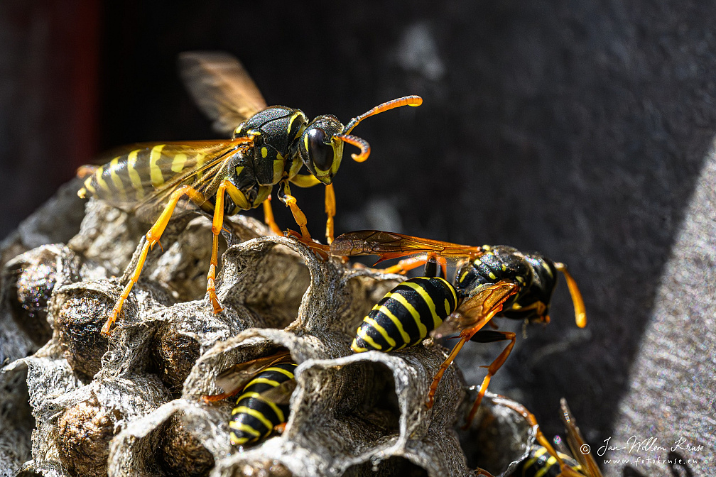 European paper wasp (Polistes dominula)