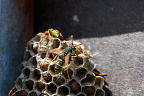 European paper wasp (Polistes dominula)