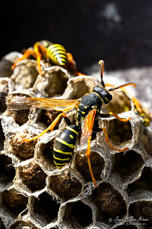European paper wasp (Polistes dominula)