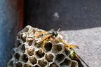 European paper wasp (Polistes dominula)
