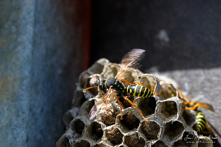 European paper wasp (Polistes dominula)