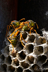 European paper wasp (Polistes dominula)