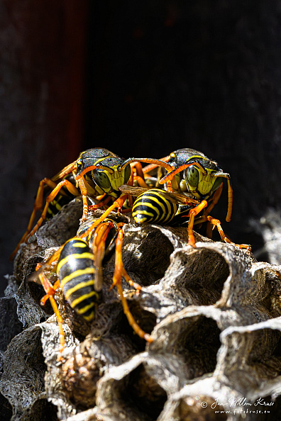 Crop from original. Denoise applied. 