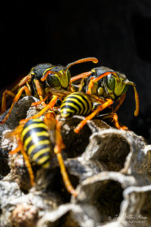 European paper wasp (Polistes dominula)