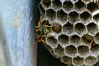 European paper wasp (Polistes dominula)