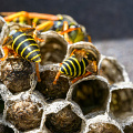 _Z9-2479a.jpg