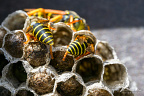 European paper wasp (Polistes dominula)