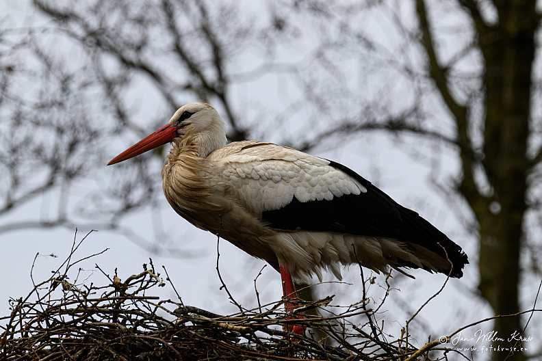 Taken with telens+teleconverter (800mm) handheld (i.e. no tripod used)