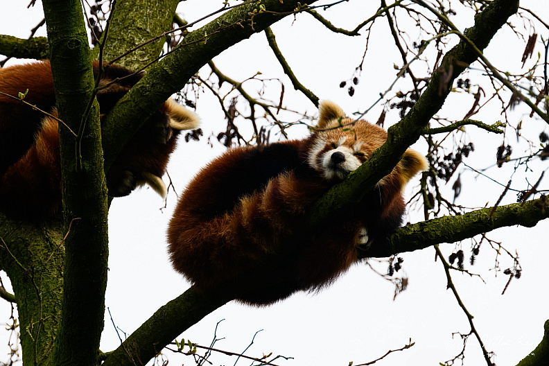 Taken with telens+teleconverter (800mm) handheld (i.e. no tripod used)