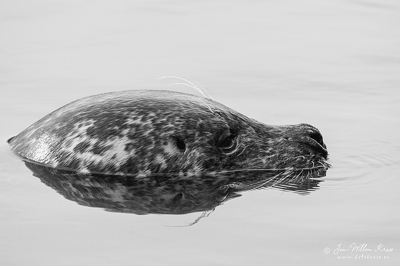 Taken with telens+teleconverter (800mm) handheld (i.e. no tripod used)