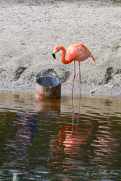Taken with telens+teleconverter (800mm) handheld (i.e. no tripod used)