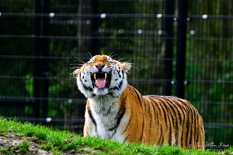 Taken with telens+teleconverter (800mm) handheld (i.e. no tripod used)