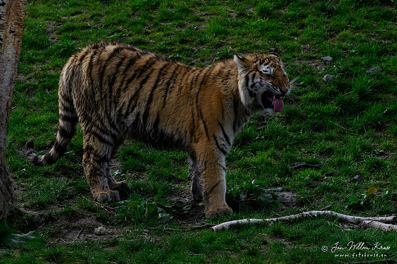 Taken with telens+teleconverter (800mm) handheld (i.e. no tripod used)