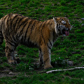 _Z9-5043.jpg