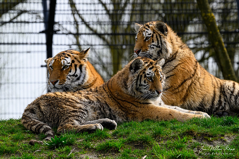 Taken with telens+teleconverter (800mm) handheld (i.e. no tripod used)