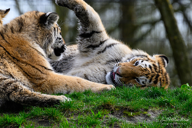 Taken with telens+teleconverter (800mm) handheld (i.e. no tripod used)