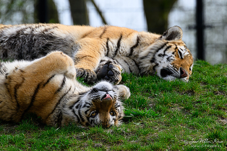 Taken with telens+teleconverter (800mm) handheld (i.e. no tripod used)