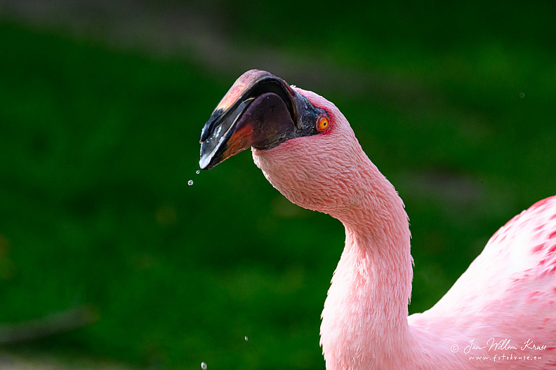 Taken with telens+teleconverter (800mm) handheld (i.e. no tripod used)