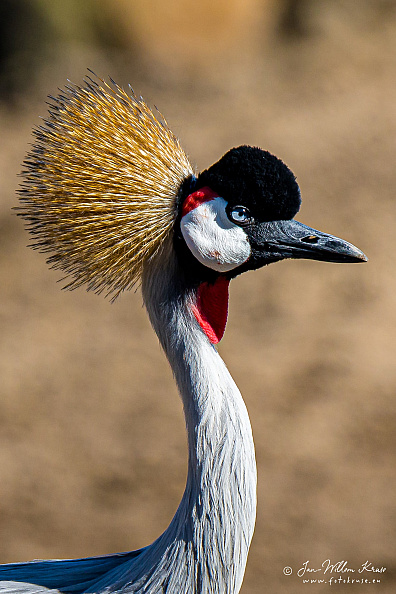 portrait grey crowned crane