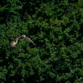 _Z9-1482a.jpg