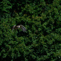 _Z9-1483a.jpg