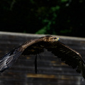 _Z9-2145a.jpg