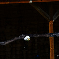 _Z9-2222a.jpg