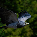 _Z9-2330a.jpg