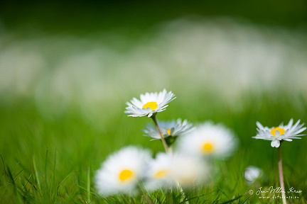 Common daisy